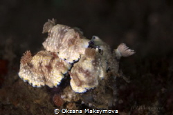 Nudibranch  Goniobranchus aureopurpureus
 by Oksana Maksymova 